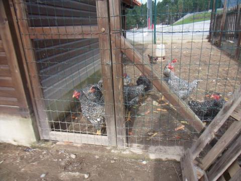 O nosso galinheiro onde criamos galinhas de raça pedrês portuguesa.